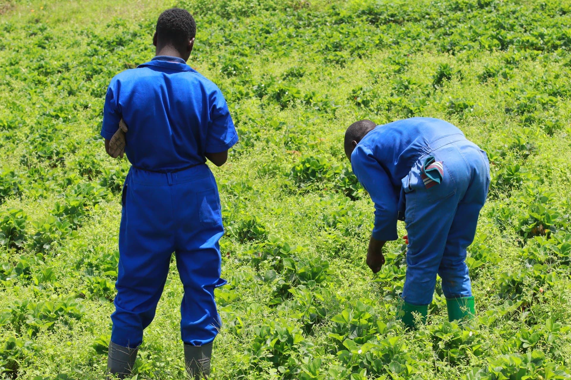 Golden Kitchen Garden Rwanda farm team tending a strawberry field